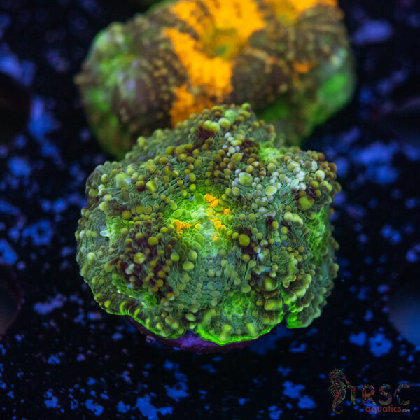 TR Rainbow Echinata K11