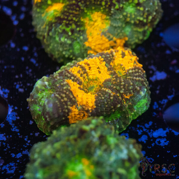 TR Rainbow Echinata K12