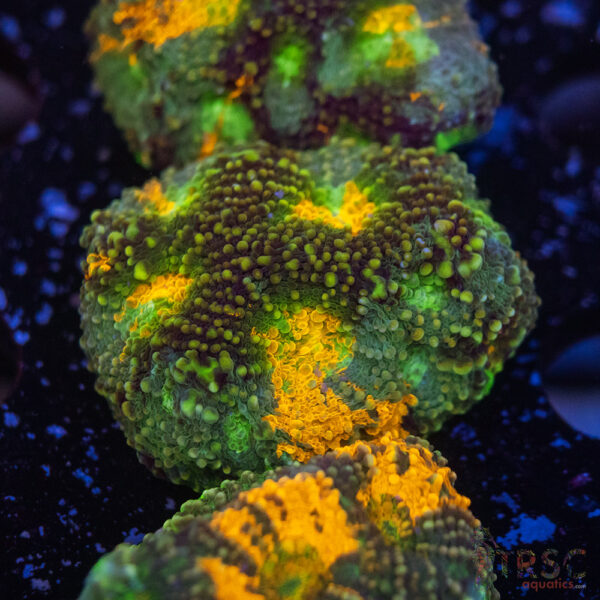 TR Rainbow Echinata K13