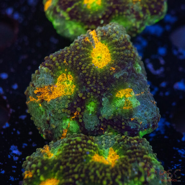 TR Rainbow Echinata K14