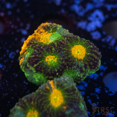 TR Rainbow Echinata K15