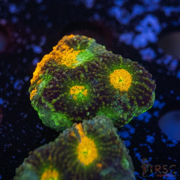 TR Rainbow Echinata K15