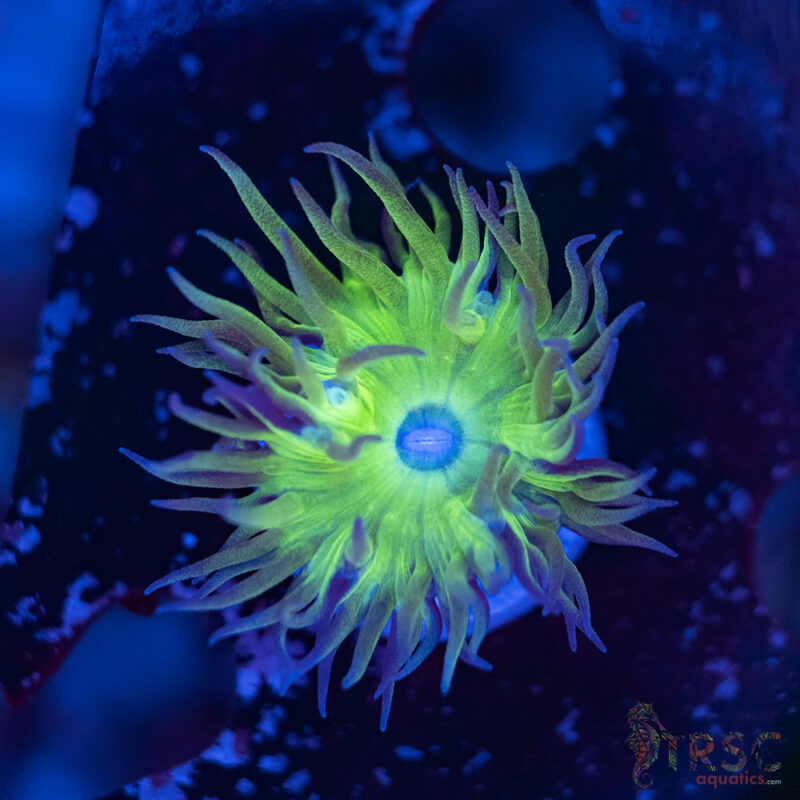 TRSC Aquatics