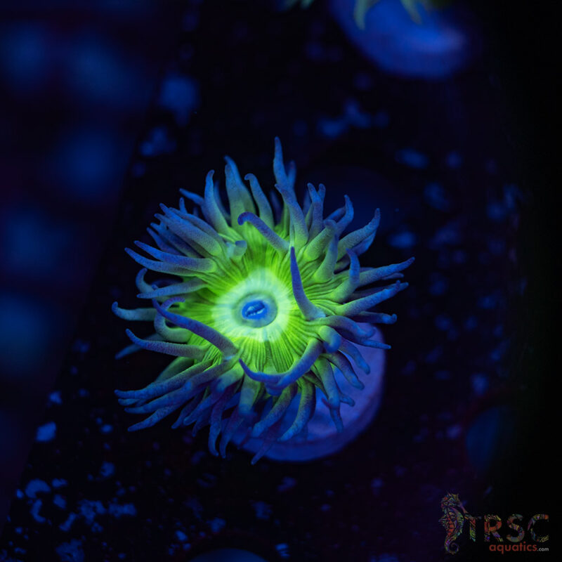 TRSC Aquatics