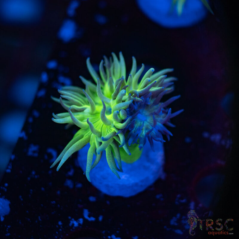 TRSC Aquatics