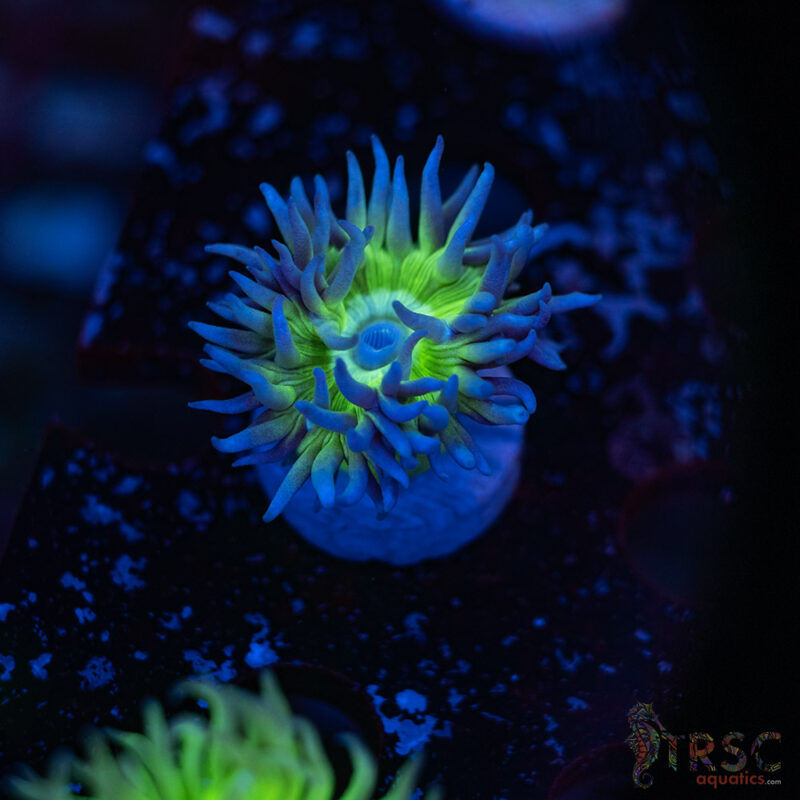 TRSC Aquatics