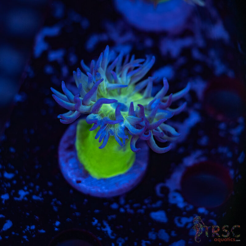 TRSC Aquatics