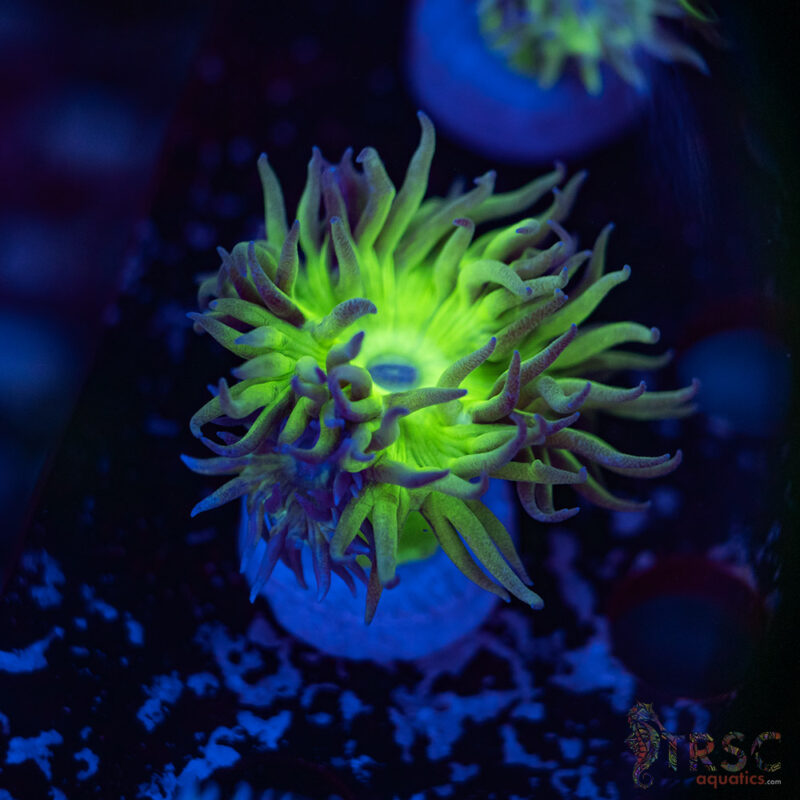 TRSC Aquatics
