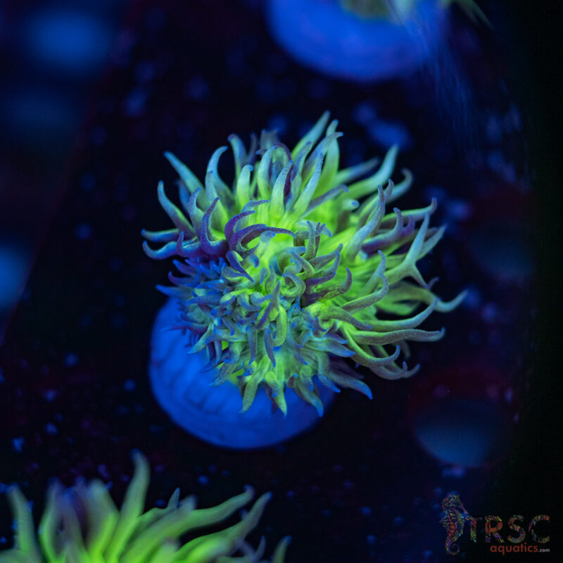 TRSC Aquatics