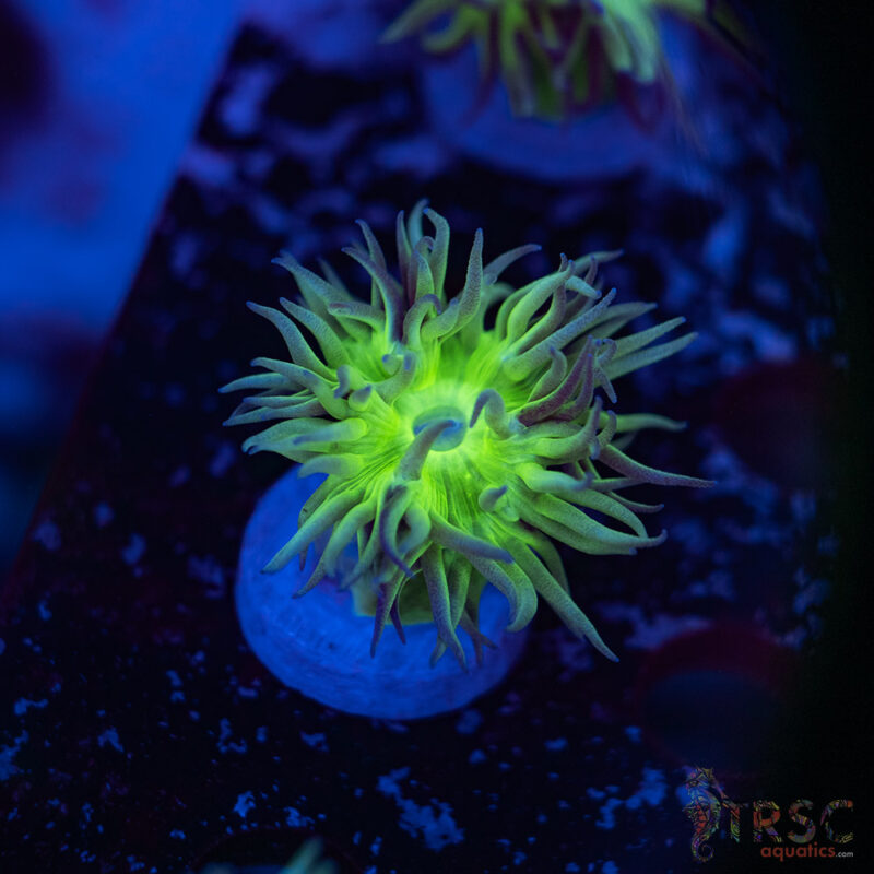 TRSC Aquatics