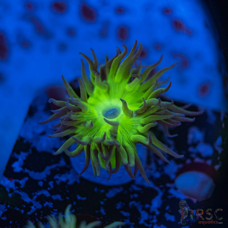 TRSC Aquatics
