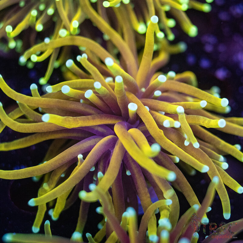 TRSC Aquatics