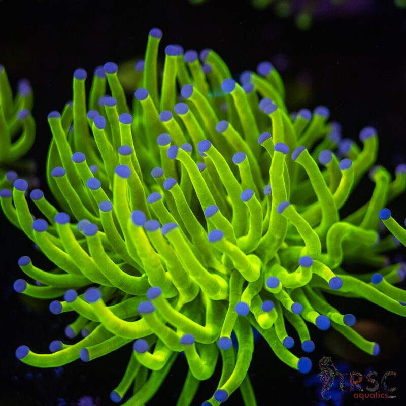 TRSC Aquatics