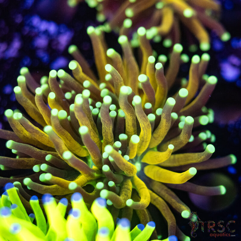 TRSC Aquatics