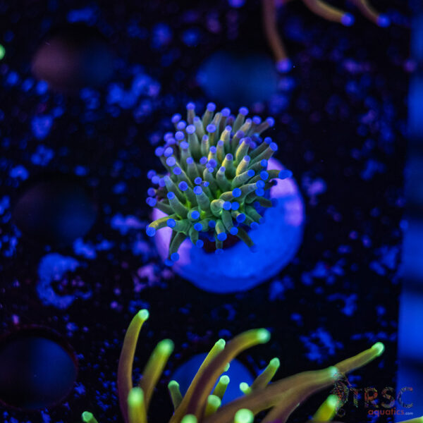Grail Variant Torch H04