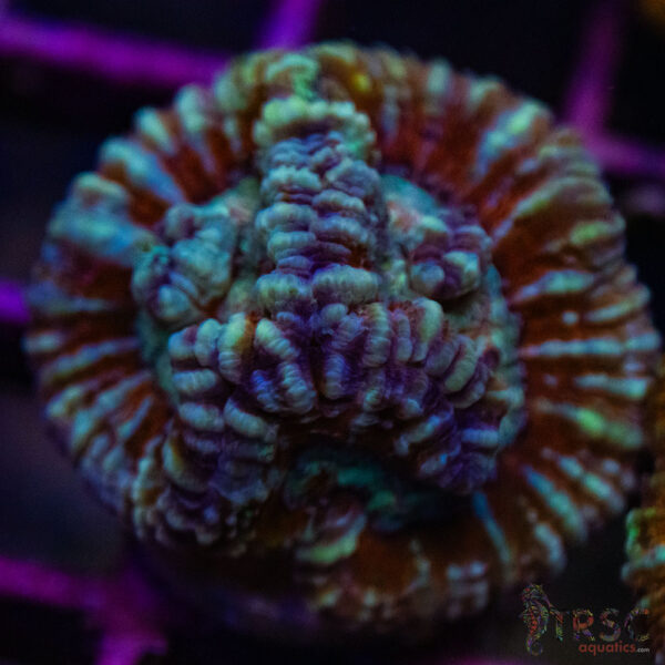 West AUS Wilsoni A01