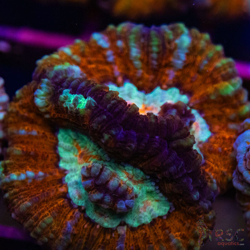 TRSC Aquatics
