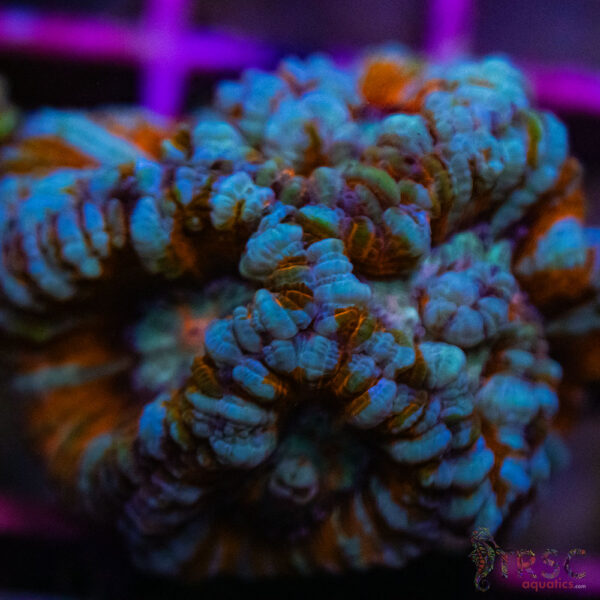 West AUS Wilsoni A03