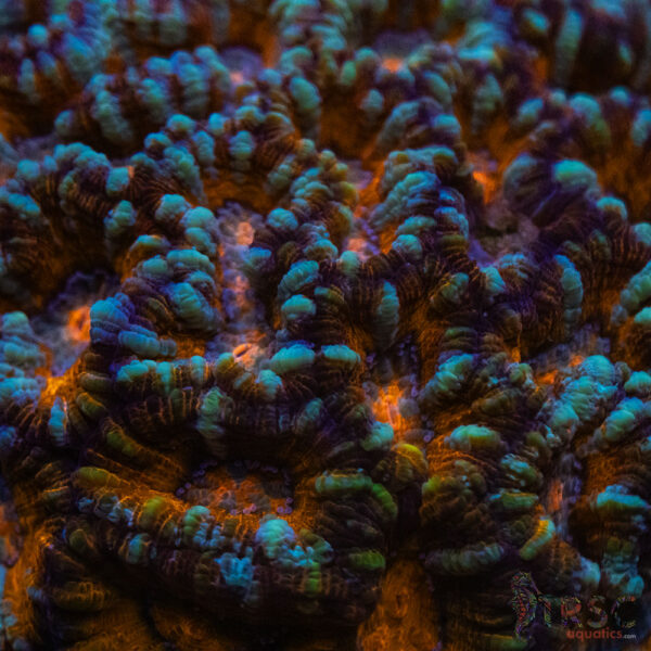 West AUS Wilsoni Colony A04
