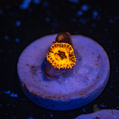 Utter Chaos Zoa A01