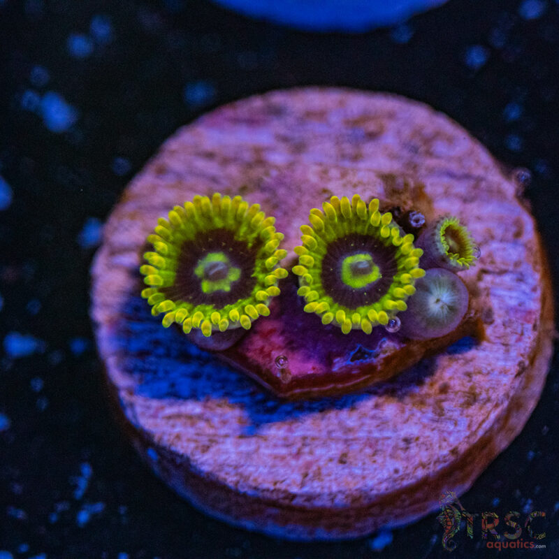 TRSC Aquatics