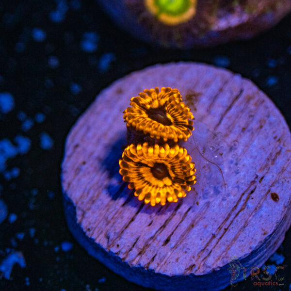 Utter Chaos Zoa A03
