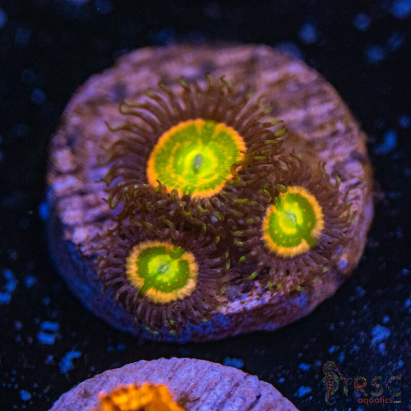 TRSC Aquatics