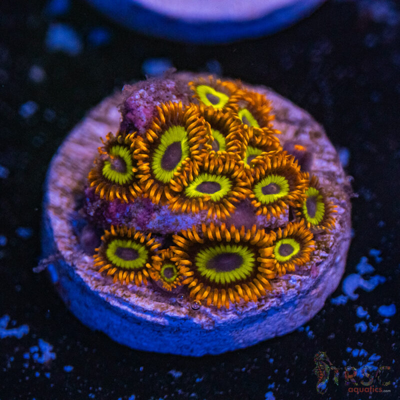 TRSC Aquatics