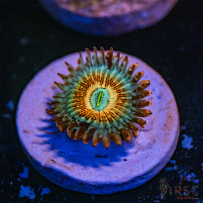 Seduction/White Walker Zoa A06
