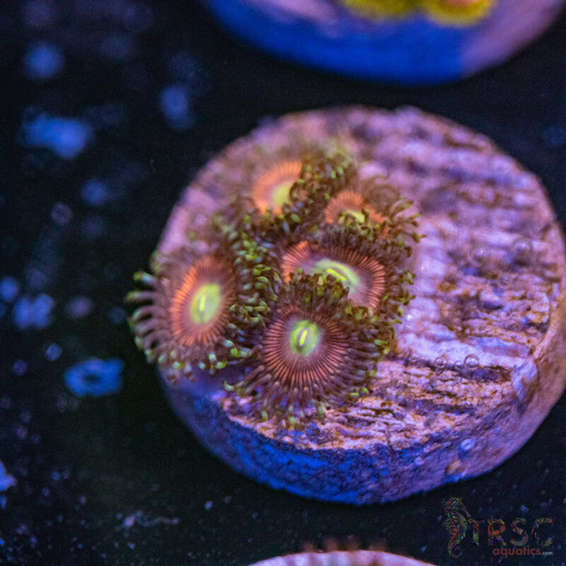 TRSC Aquatics