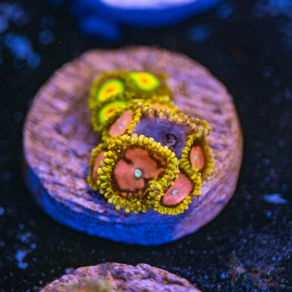 Pink Diamonds  X Rasta Zoa A08