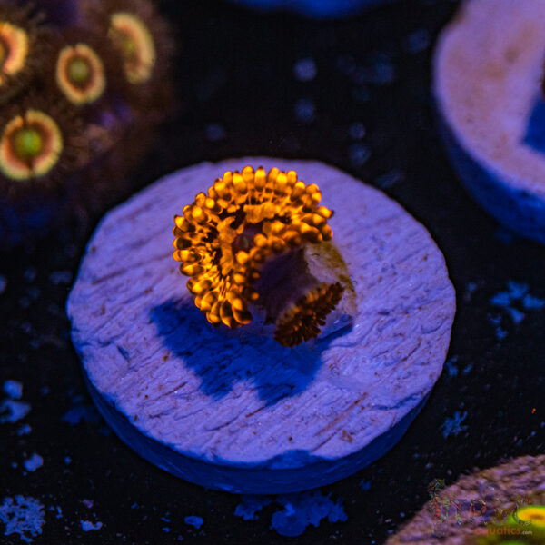 Utter Chaos Zoa A09