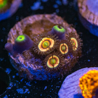 Pink Constellations Zoa A10