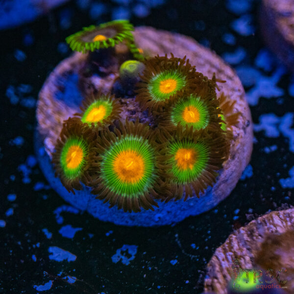 Gorilla Nipples Zoa A11