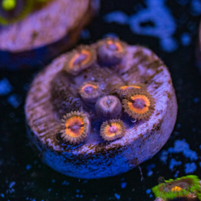 Drama Queen Zoa A12