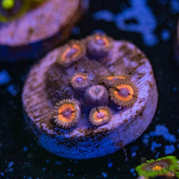 Drama Queen Zoa A12