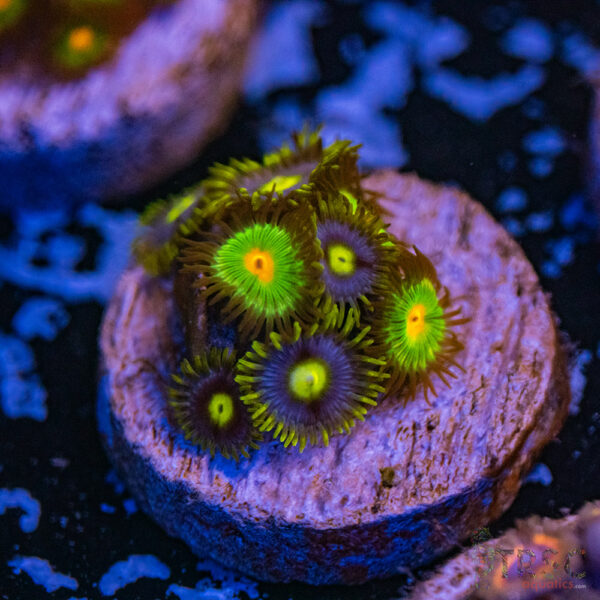 Gorilla Nipples X Blue Eye Zoa A13