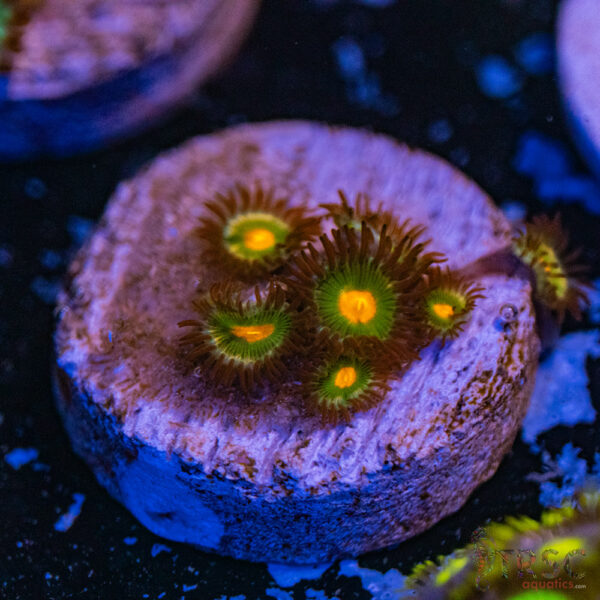 Gorilla Nipples Zoa A14