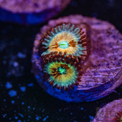 Seduction X White Walker Zoa A15