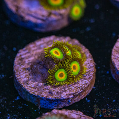 Rasta Zoa A16