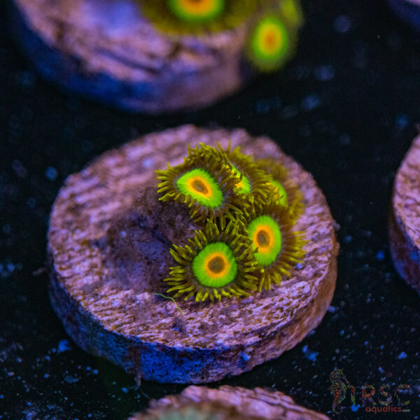 Rasta Zoa A16