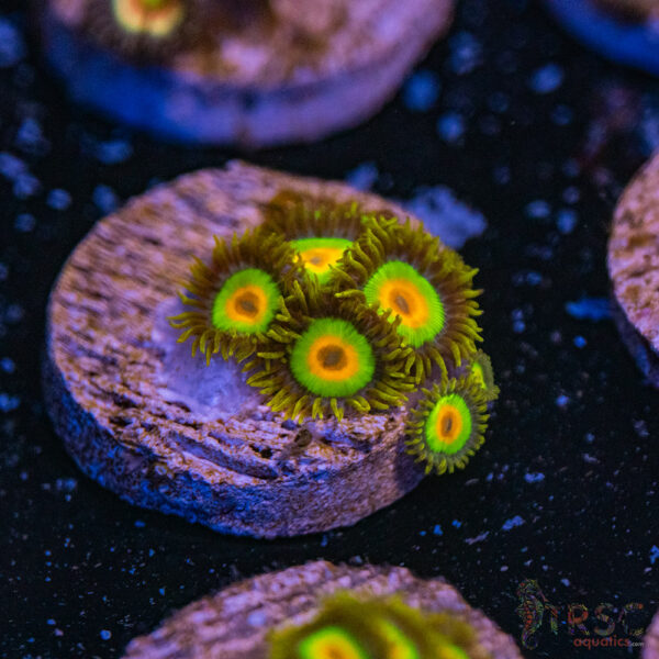 Rasta Zoa A17