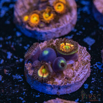 Drama Queen Zoa A18