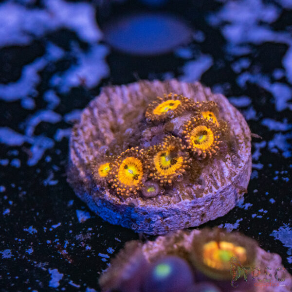 Playboy Bunnies Zoa A19