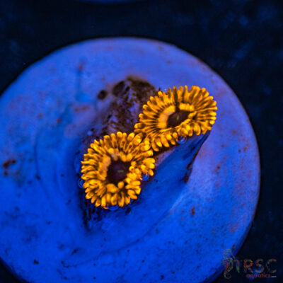 Utter Chaos Zoa B01