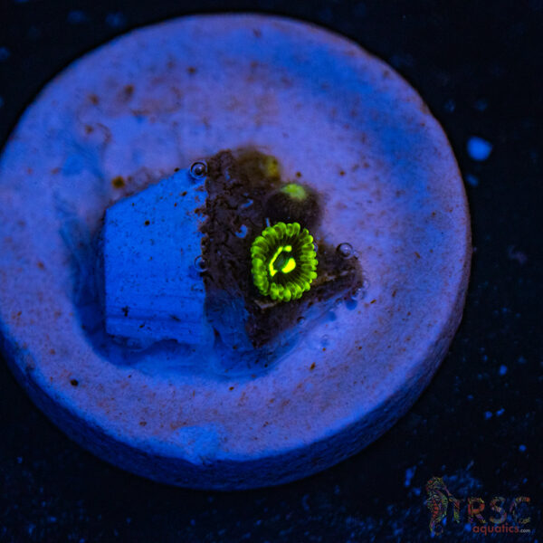 Exosphere Zoa B02