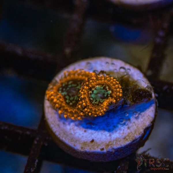 Lava Chaos Zoa B03
