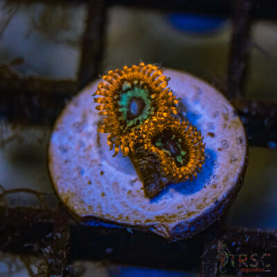 Lava Chaos Zoa B04