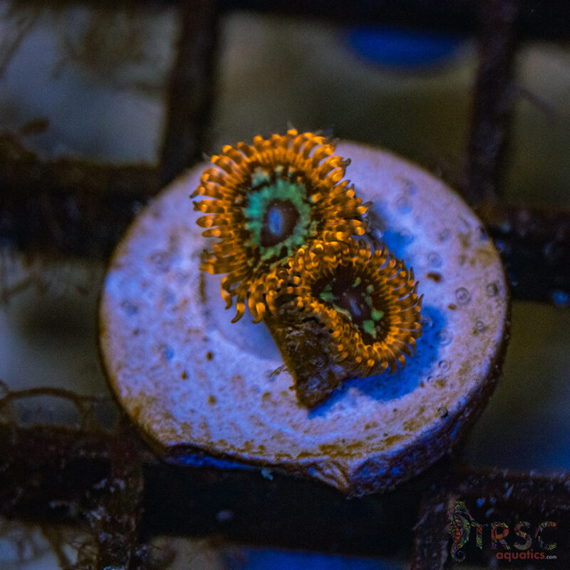 TRSC Aquatics