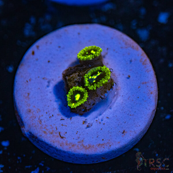 Exosphere Zoa B05